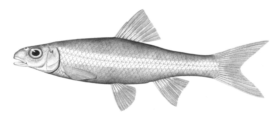 Notropis hudsonius (Clinton, 1824)